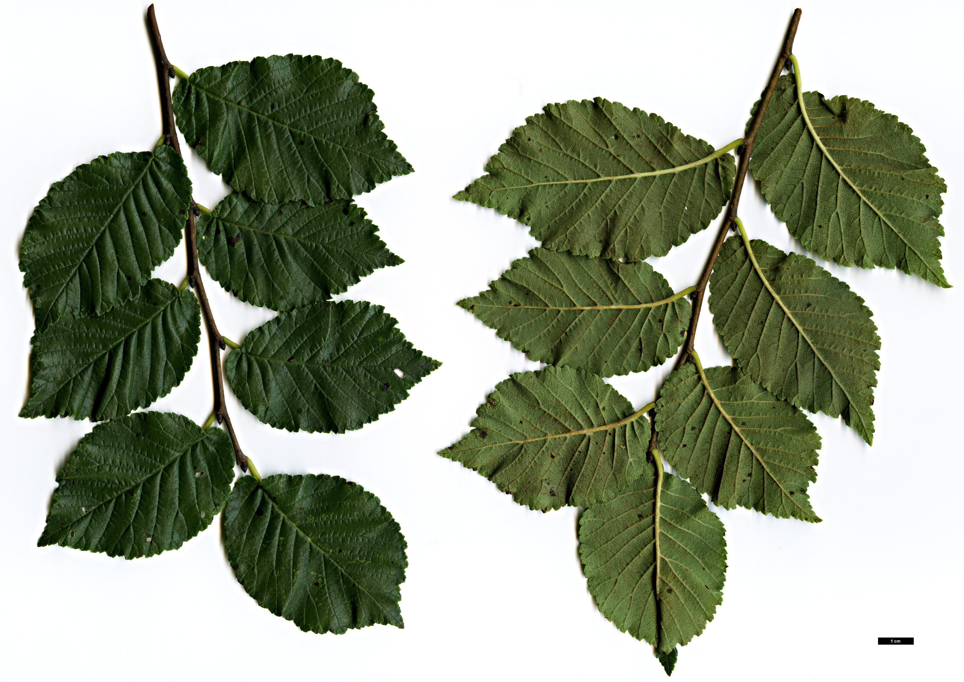 High resolution image: Family: Ulmaceae - Genus: Ulmus - Taxon: minor - SpeciesSub: subsp. angustifolia